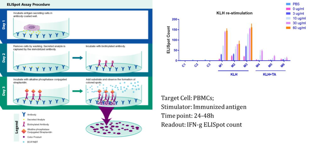 Cell-based Assays - Immune Modulator - PharmaLegacy | Preclinical CRO