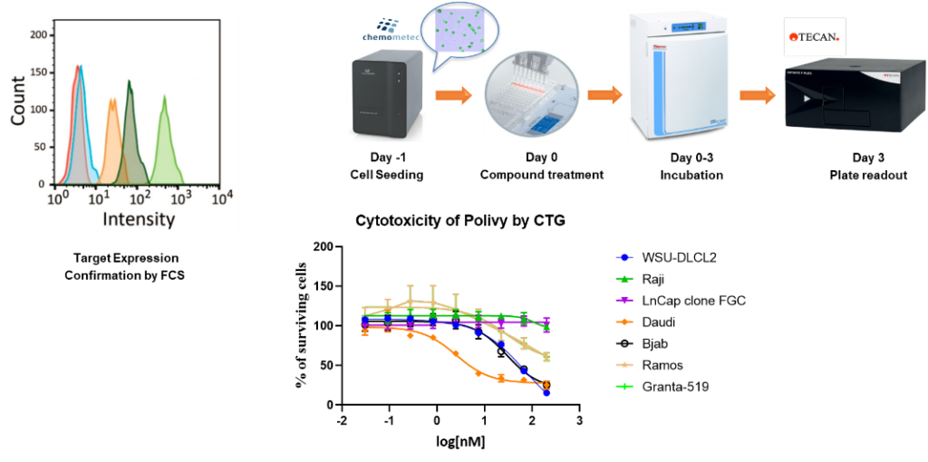 ADC In Vitro Evaluation - PharmaLegacy | Preclinical CRO