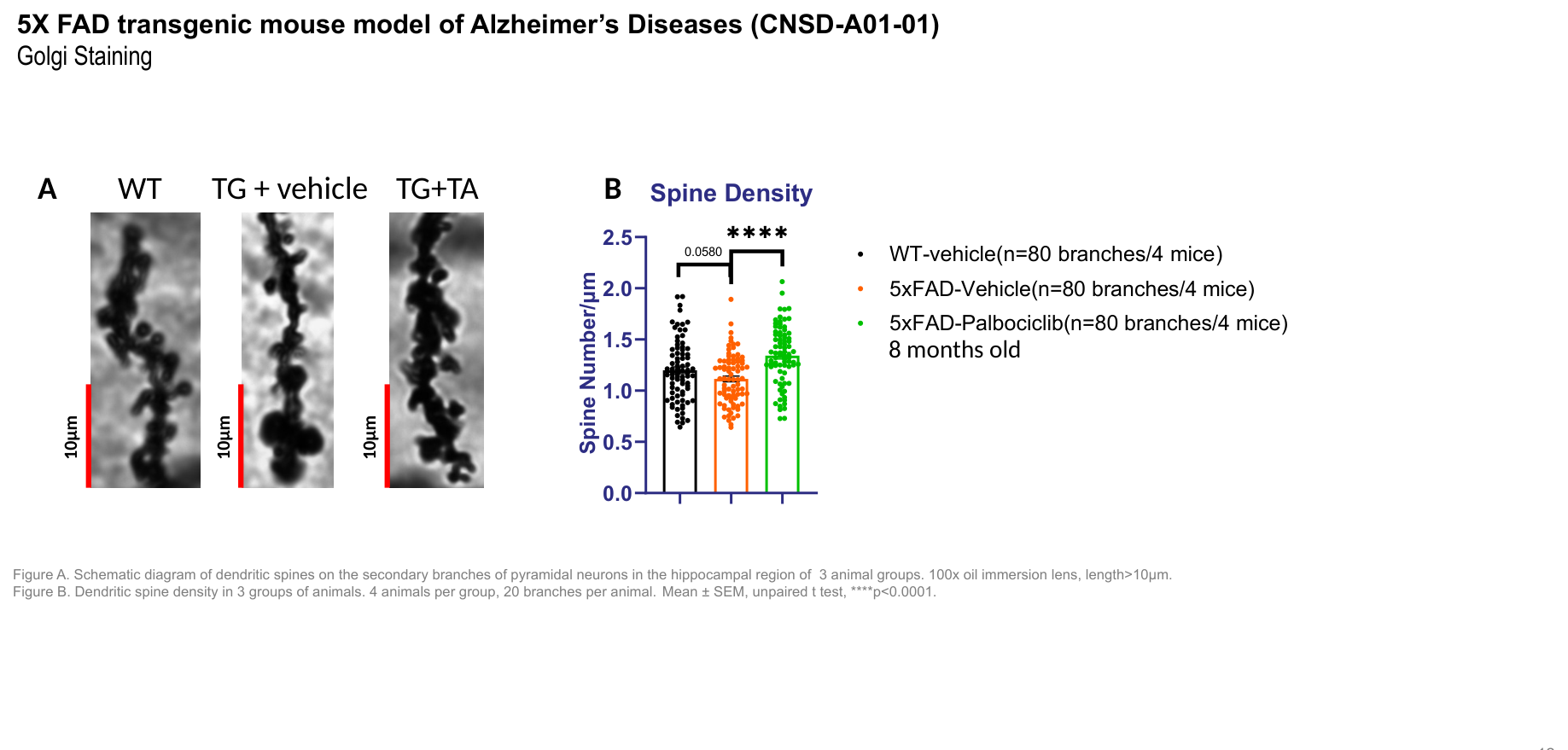 5X FAD transgenic mouse dendritic spine density — Golgi staining