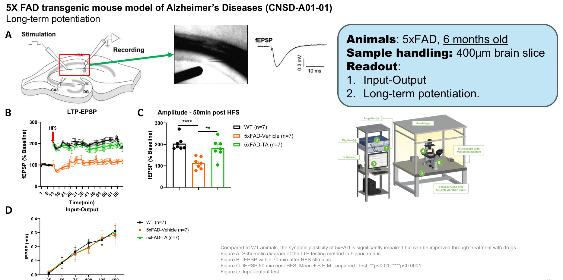 5X FAD transgenic mouse hippocampal long-term potentiation (LTP)