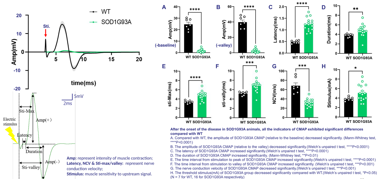 SOD1-G93A transgenic ALS rat model — compound muscle action potential (CMAP) analysis