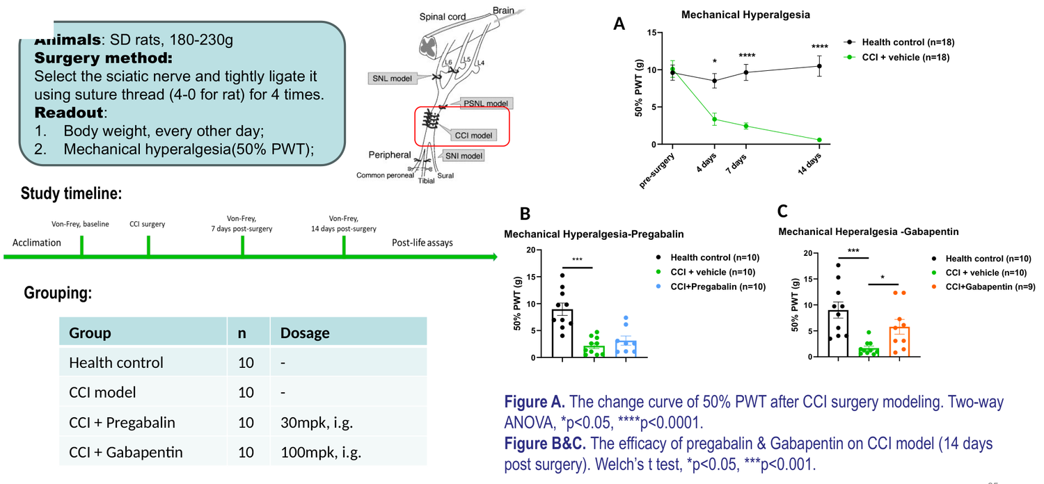 Chronic constriction injury (CCI) model of neuropathic pain in rat — pregabalin and gabapentin efficacy
