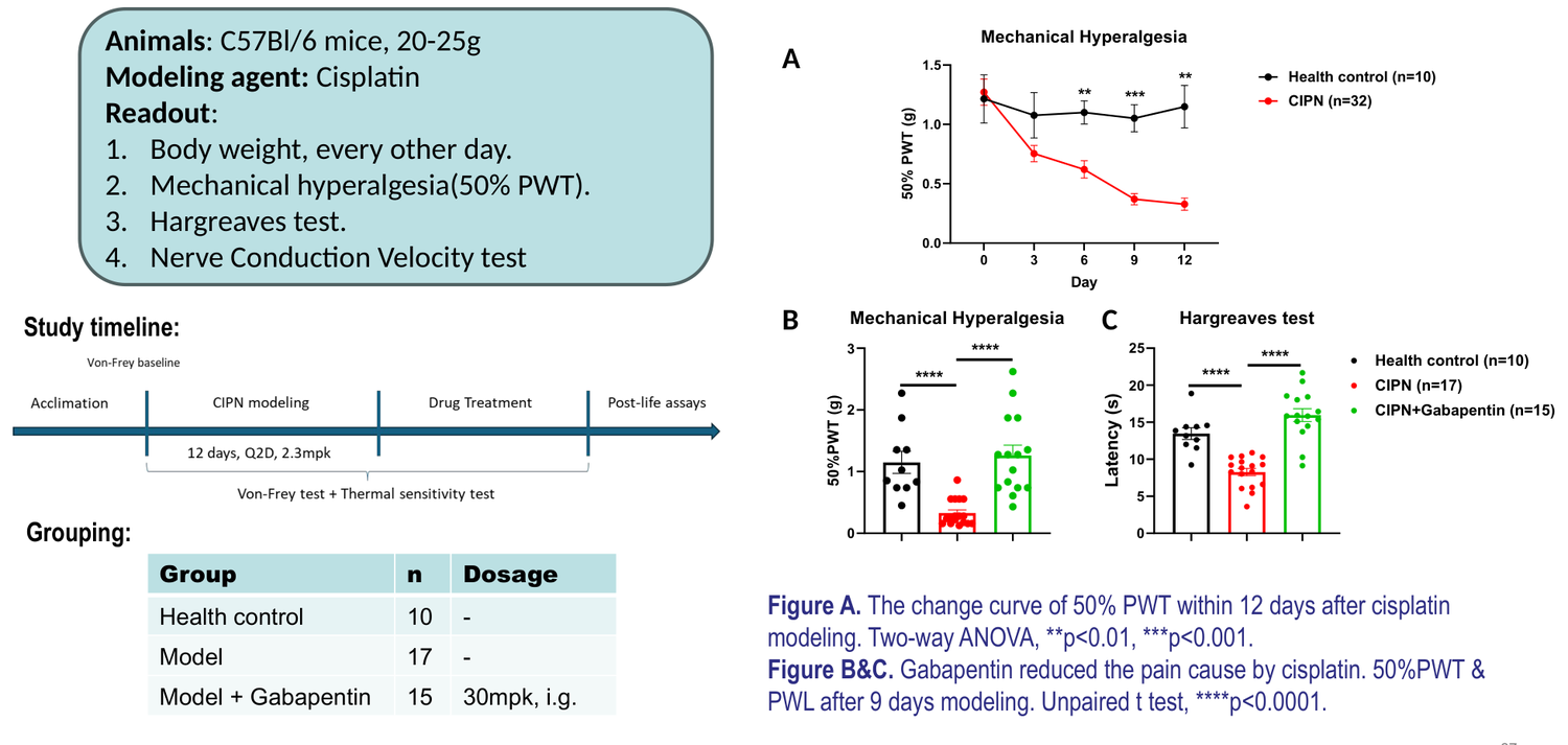 Chemotherapy-induced peripheral neuropathy (CIPN) in mouse — cisplatin, gabapentin efficacy