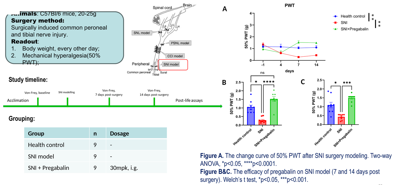 Spared nerve injury (SNI) model of neuropathic pain in mouse — pregabalin efficacy