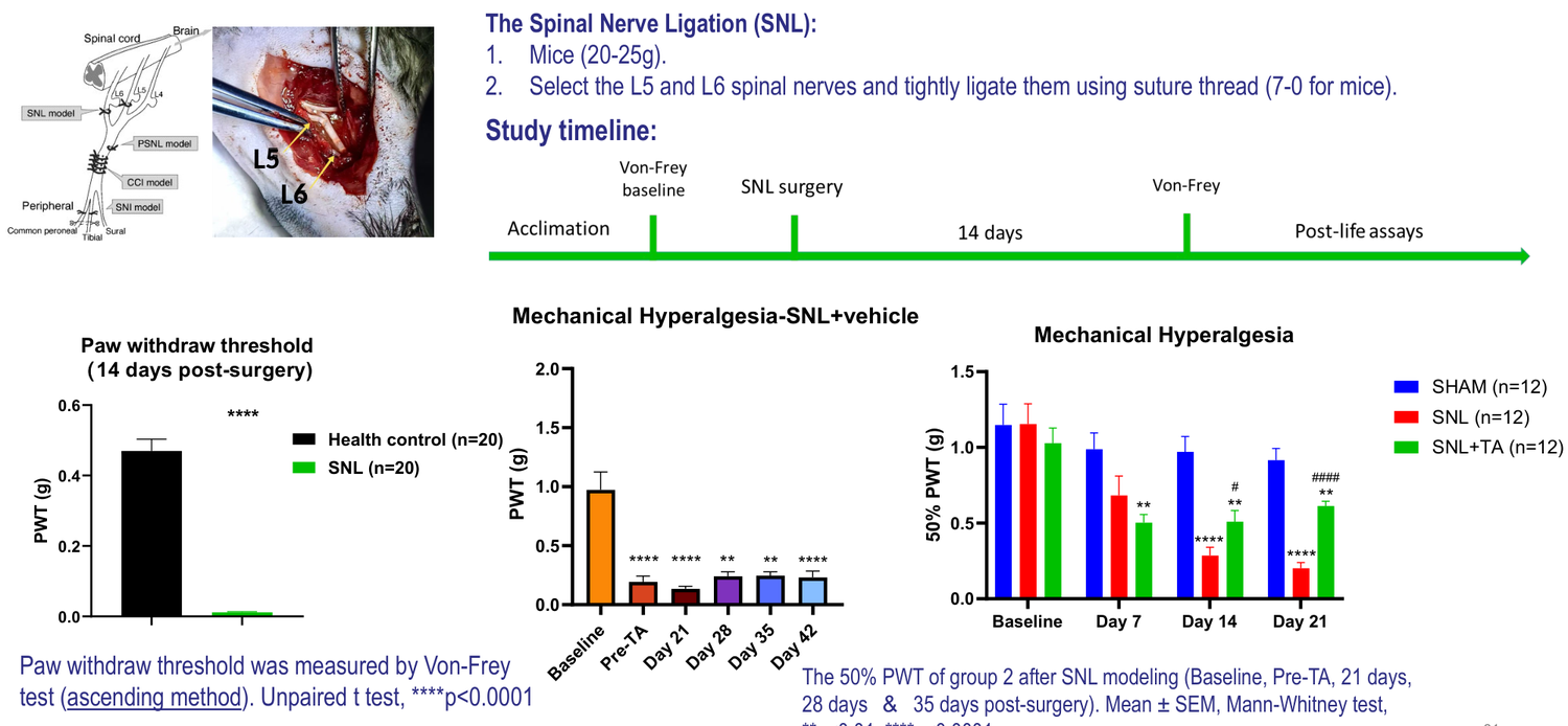 Spinal nerve ligation (SNL) model of neuropathic pain in mouse — paw withdrawal threshold