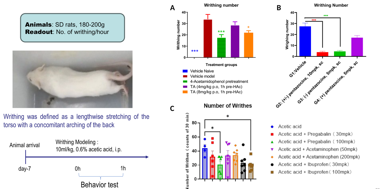 Acetic acid-induced visceral pain (writhing) model in rat