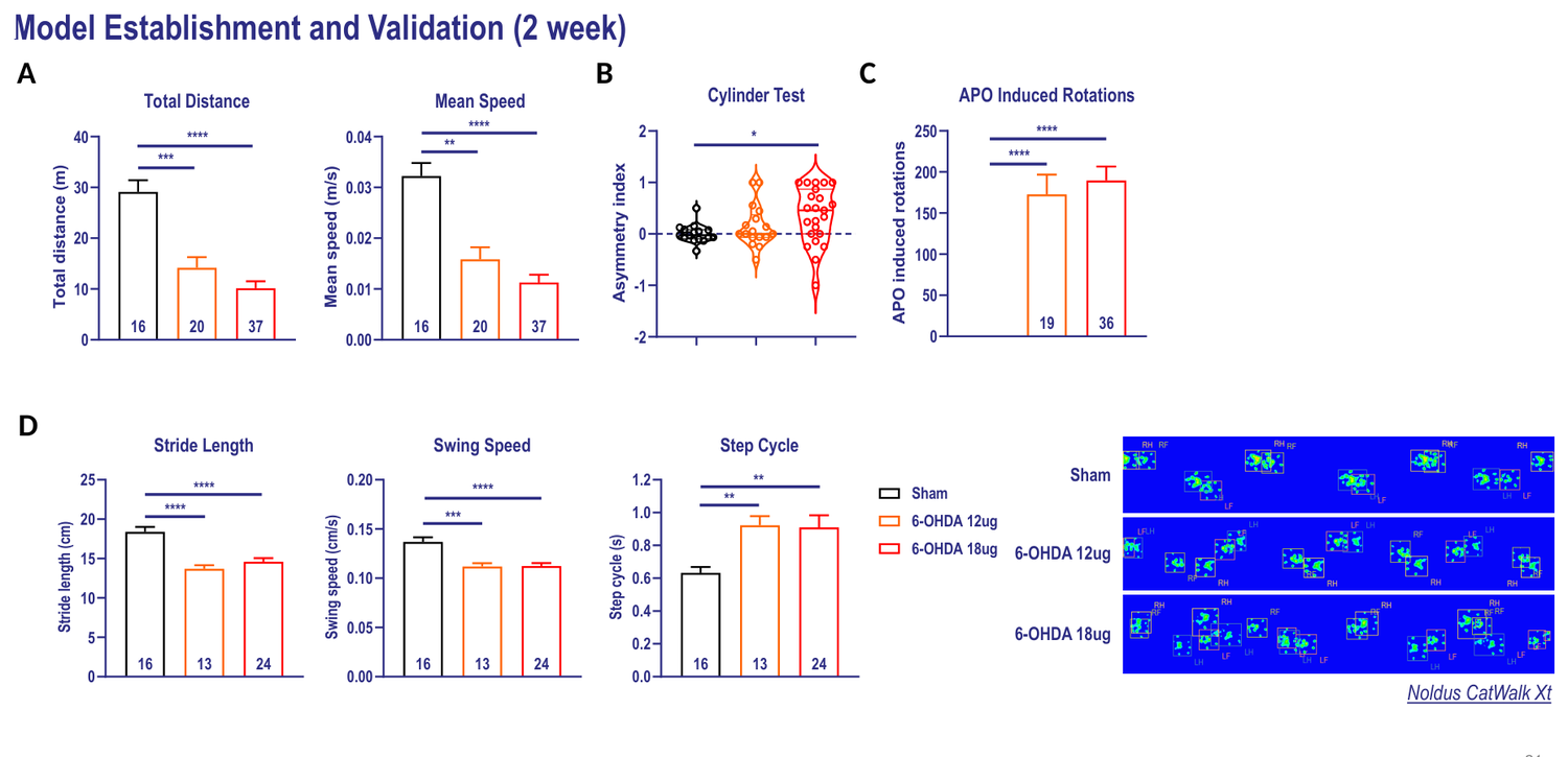 6-OHDA-induced Parkinson's disease rat model — establishment and validation, 2 weeks