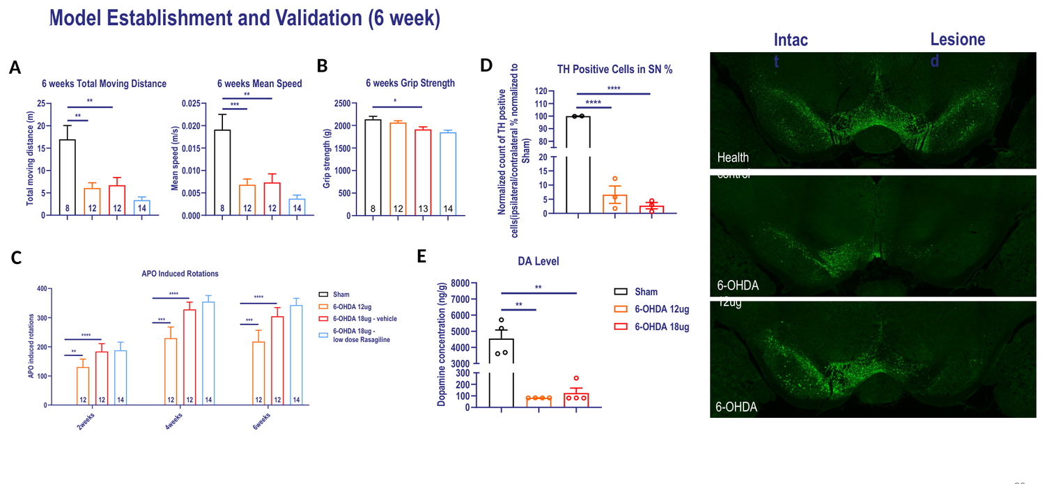 6-OHDA-induced Parkinson's disease rat model — establishment and validation, 6 weeks