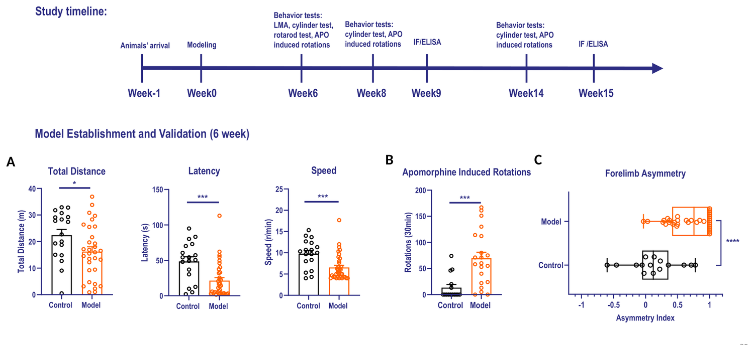 AAV-SNCA + PFF Parkinson's disease rat model — study timeline