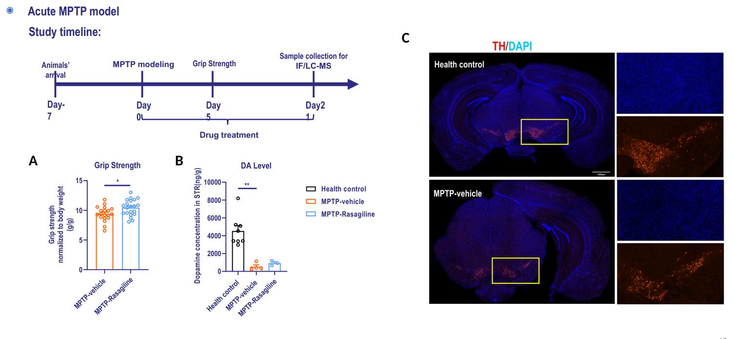 MPTP-induced Parkinson's disease acute model in mouse — study timeline and results