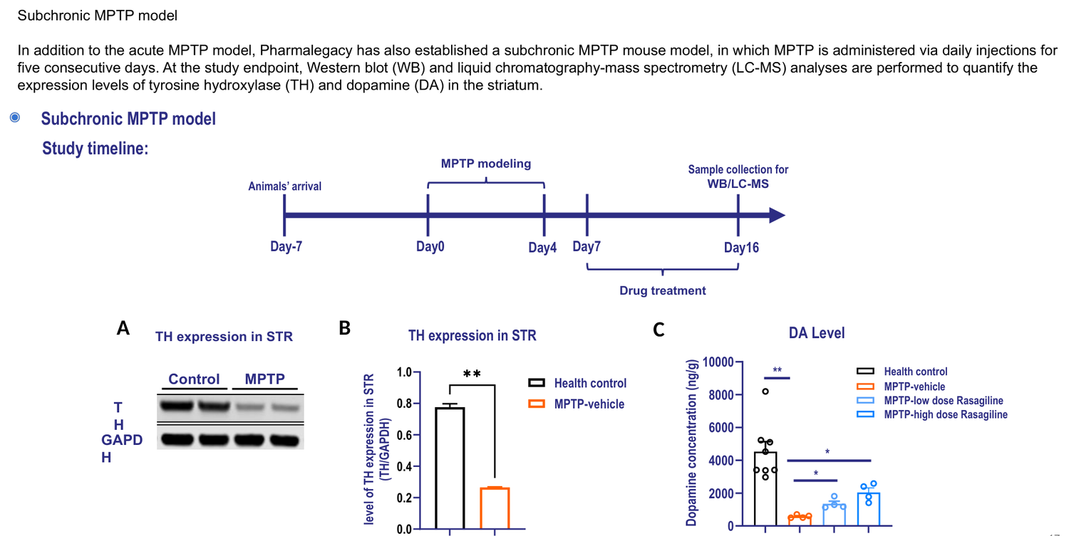 MPTP-induced Parkinson's disease subchronic model in mouse — TH expression in striatum