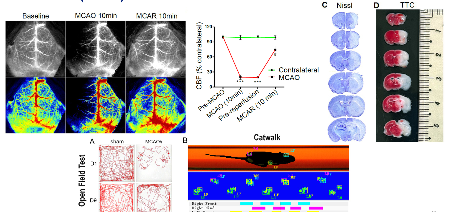 Behavioral assessment battery for MCAO ischemic stroke models — open field and CatWalk