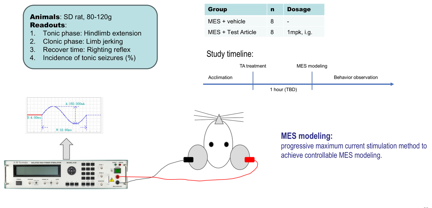 Maximal electroshock (MES)-induced generalized seizure model — study design