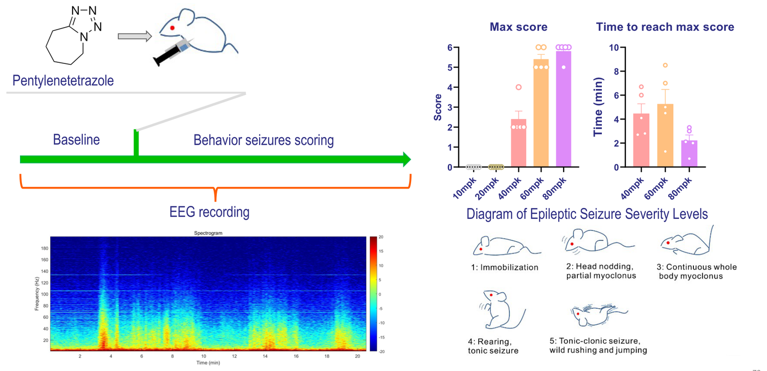 Pentylenetetrazol (PTZ)-induced seizure model in mouse — EEG and behavioral scoring