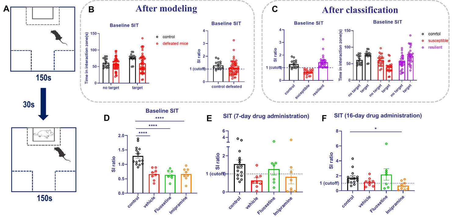 Chronic social defeat stress (CSDS) model of depression in mouse — social interaction test