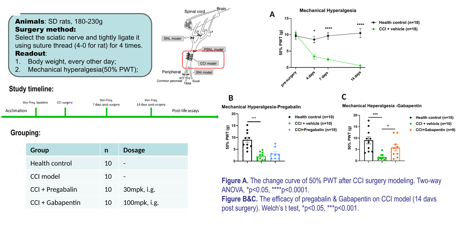 Chronic constriction injury (CCI) model of neuropathic pain in rat — pregabalin and gabapentin efficacy