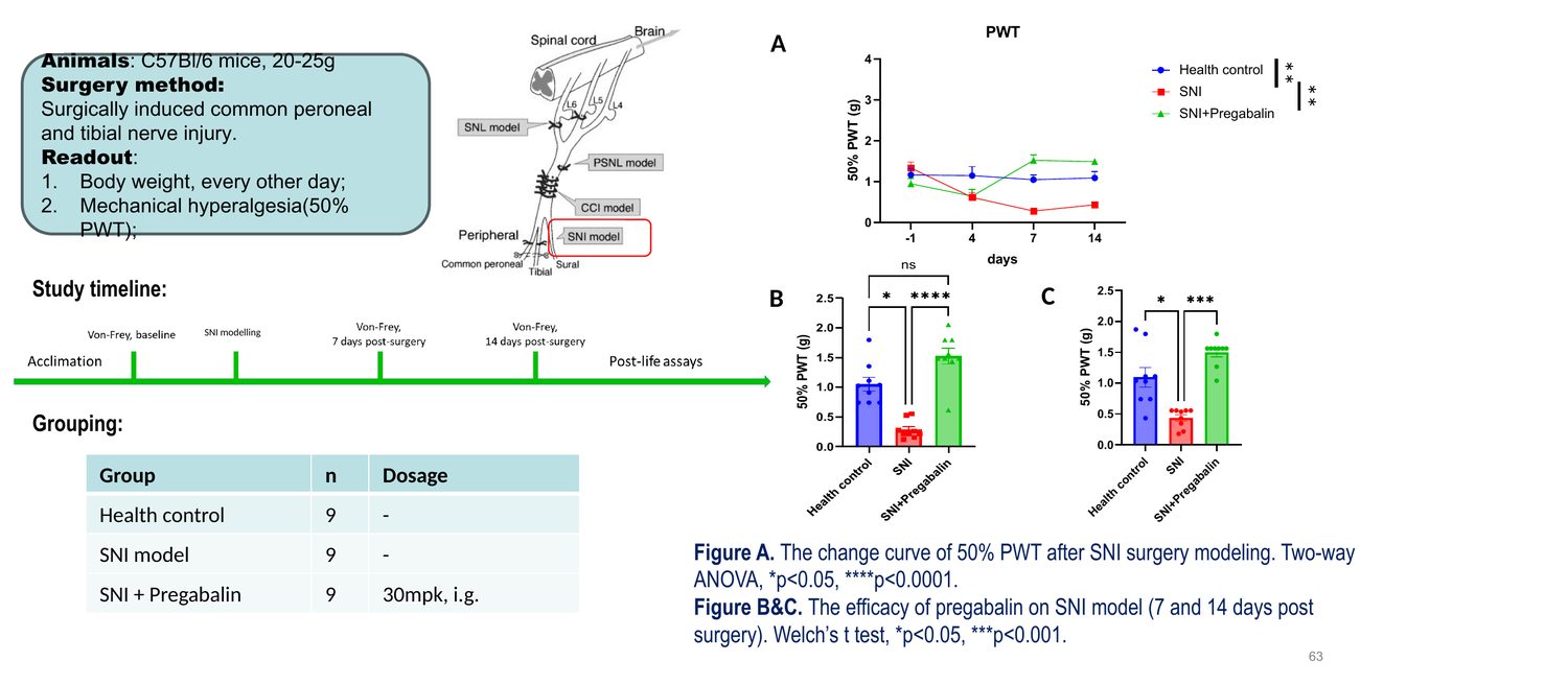 Spared nerve injury (SNI) model of neuropathic pain in mouse — pregabalin efficacy
