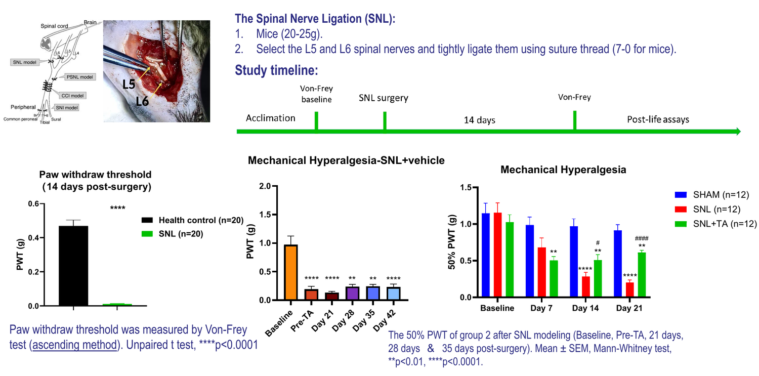 Spinal nerve ligation (SNL) model of neuropathic pain in mouse — paw withdrawal threshold