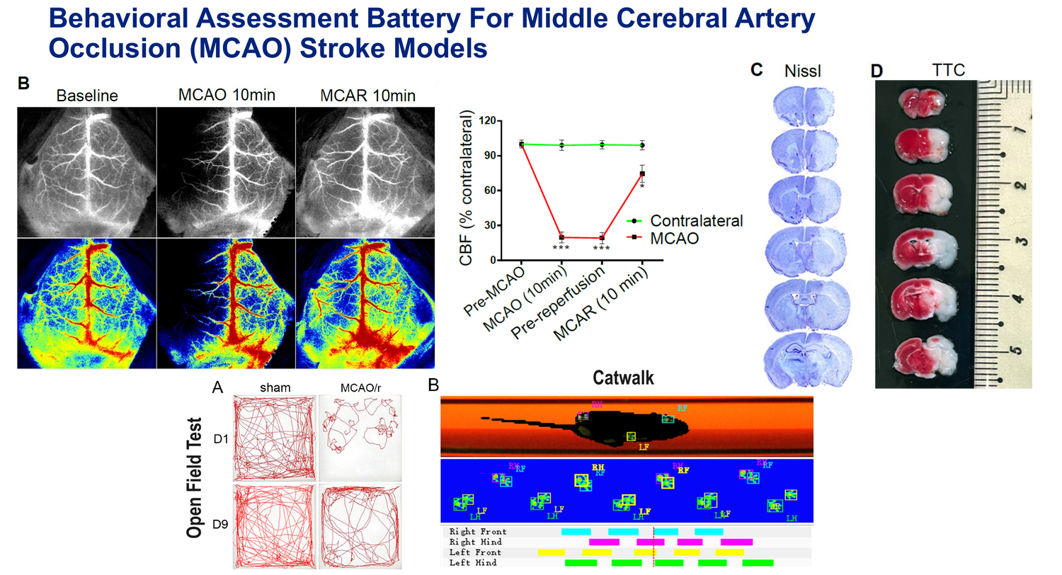 Behavioral assessment battery for MCAO ischemic stroke models — open field and CatWalk